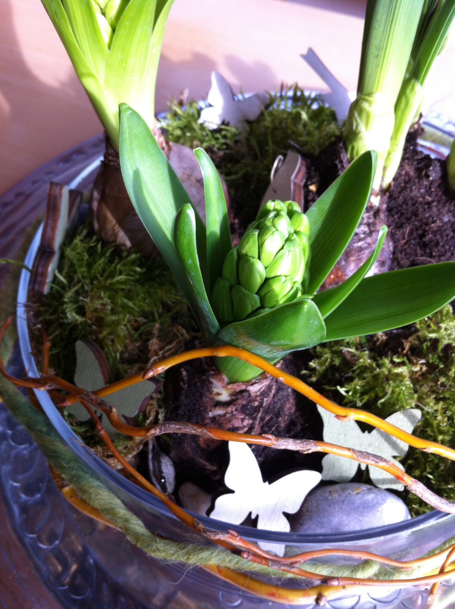 Frühlingsschale für daheim bepflanzen - glutenfreie Rezepte & kreative Ideen