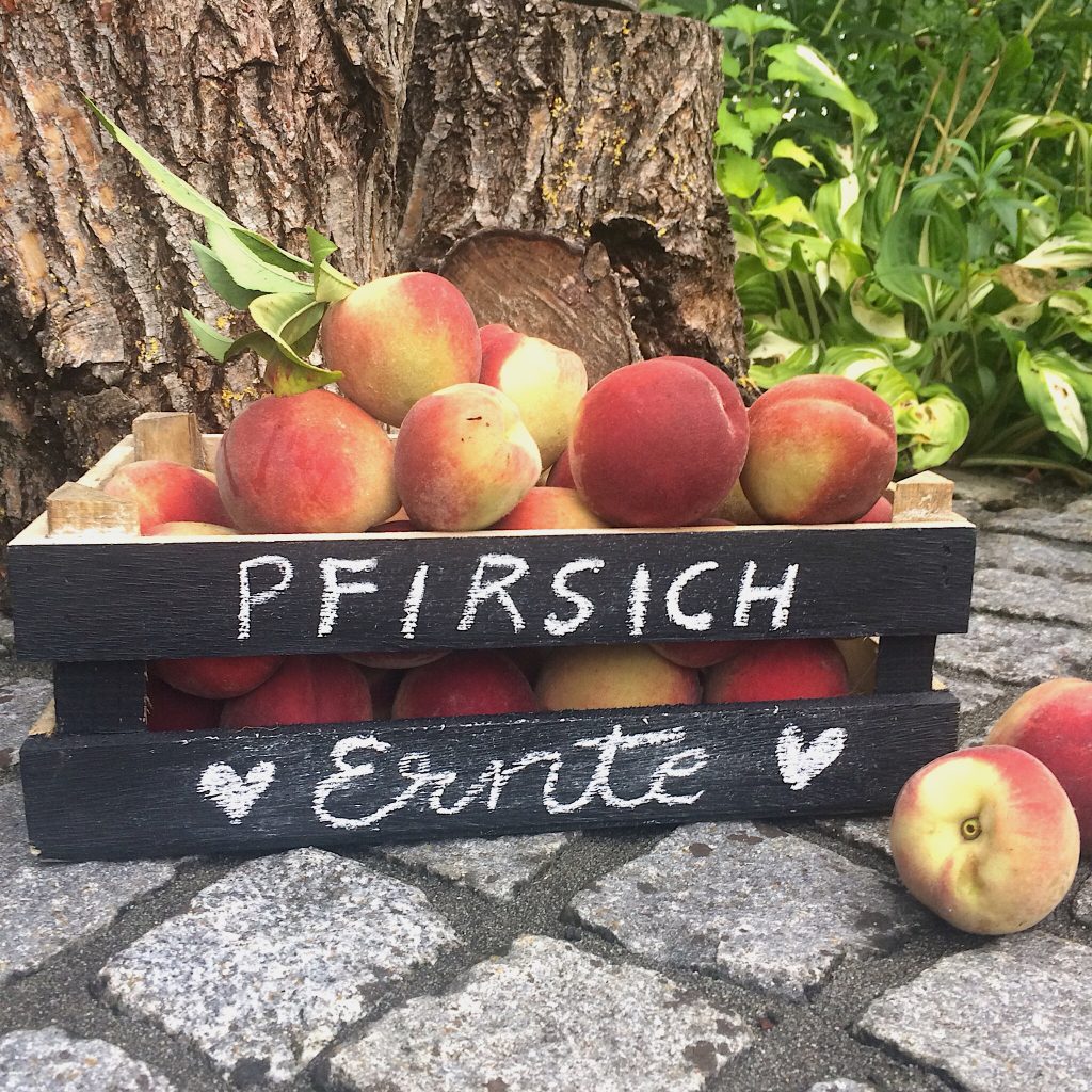 Pfirsich Ernte und Rezept Pfirsich-Marmelade